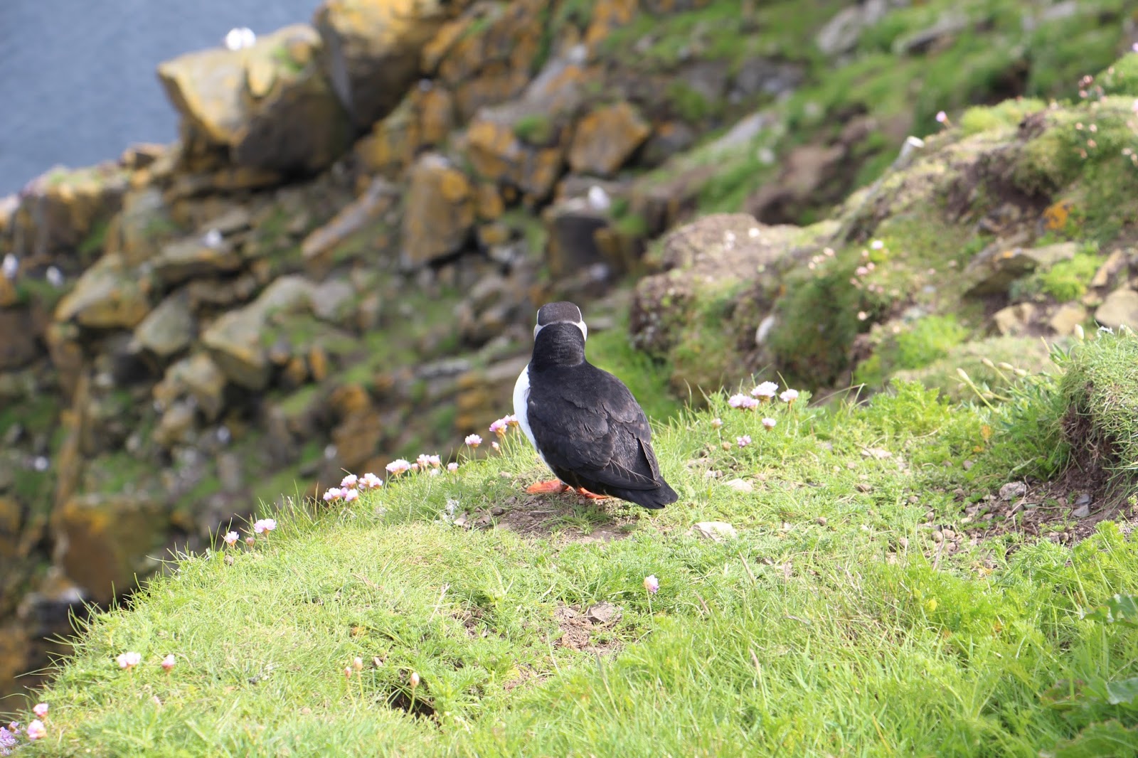 driftwool Motiverkennung google