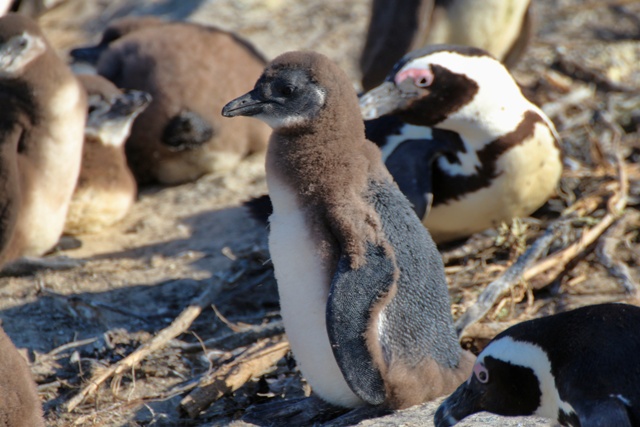 Crias de pingüino africano