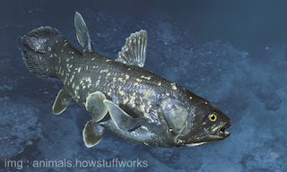 Ikan Purba saksi zaman Dinosaurus - Coelacanth Ikan Purba saksi zaman Dinosaurus - Coelacanth