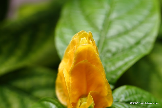 Justicia Brandegeeana - Golden Shrimp plant bud