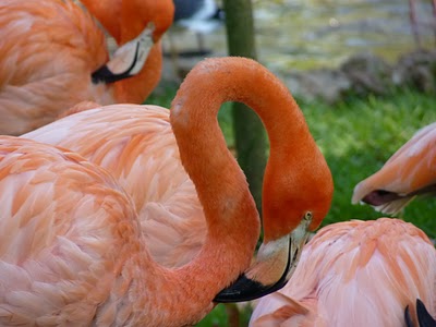 flamingo rosado em extincao