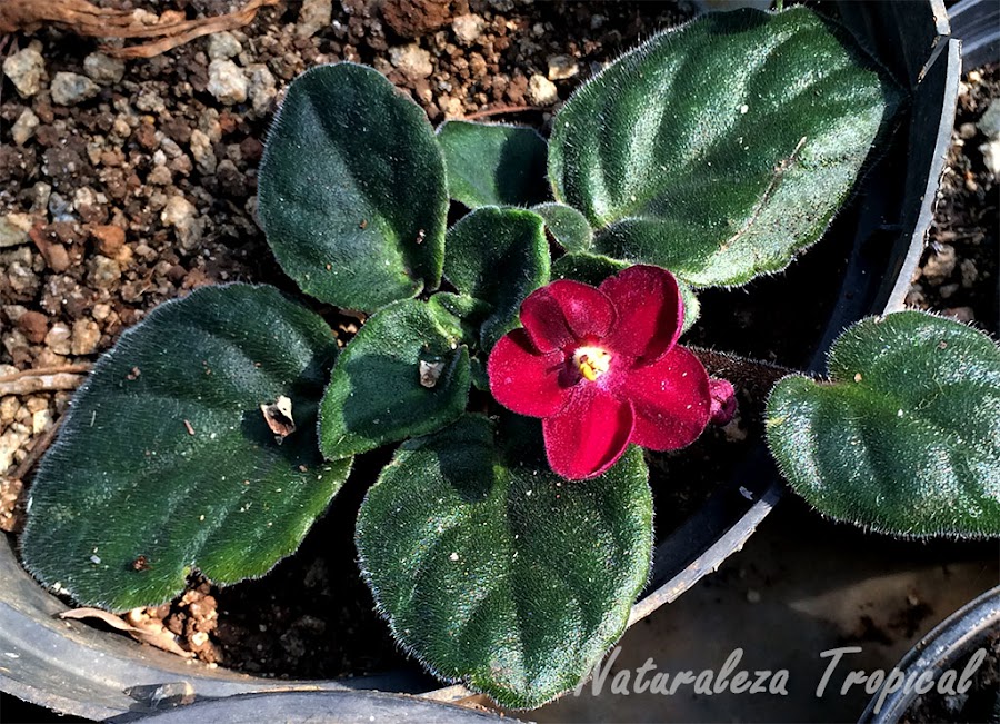 Variedad de flores rojas de la violeta africana, género Saintpaulia
