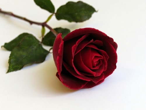 Gambar Bunga Mawar Islami Gambar Bunga Mawar