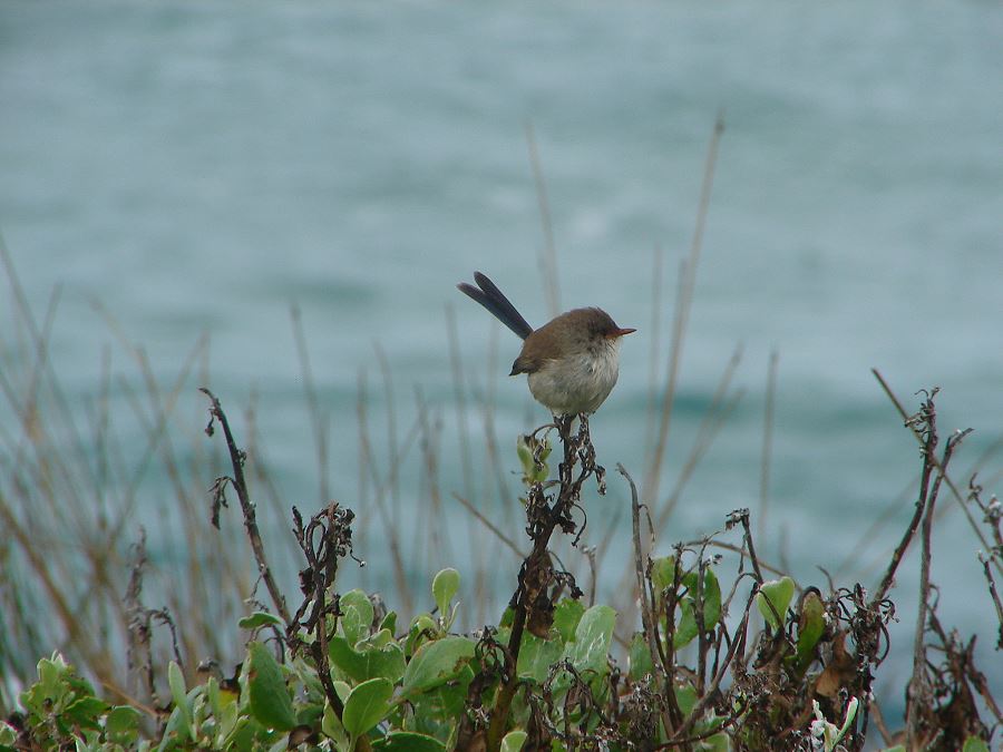 Snap Happy Birding World Bird Wednesday from the Central Coast, NSW