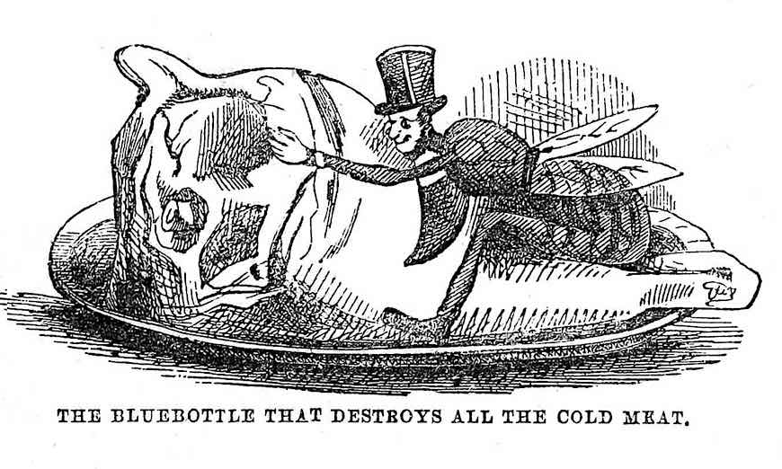 1847 bluebottle fly an 1847 cartoon of a fly on cold meat, "The bluebottle that destroys all the cold meat"
