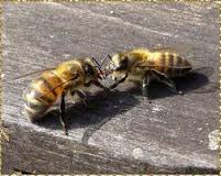 trophallaxie echange entre deux abeilles