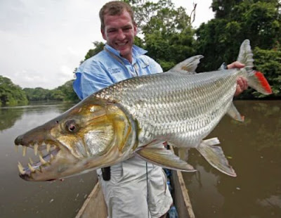 Habitat & Karakteristik Goliath Tigerfish Si Harimau Dari Sungai Afrika