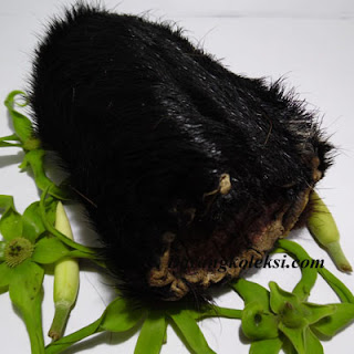 kantong macan hitam pesugihan, mantra kantong macan, amalan kantong macan, harga kantong macan, cara membedakan kantong macan asli dan palsu, cara mengaktifkan kantong macan, kantong macan prabu siliwangi, cara mengetes kantong macan, ciri ciri kantong macan asli, khodam macan hitam, khodam macan putih, khodam macan, mustika bertuah, barang mistik, barang koleksi, koleksi mistik, pusaka bertuah, pusaka mistik, kantong macan asli