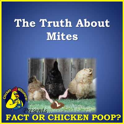 Shocking Truth About Chicken Mites That Will Change How You Feed Your Poultry