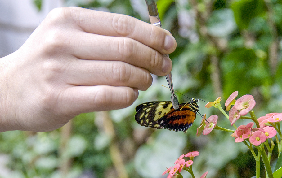 Pacific Science Center Life Sciences Releasing Butterflies