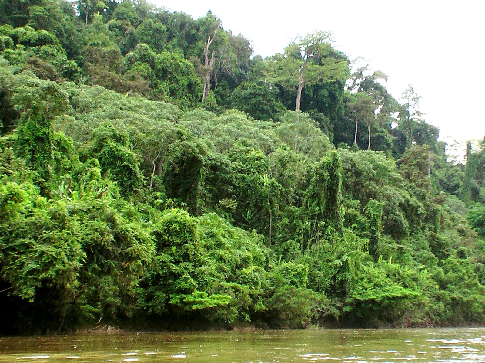 Малайзия камбоджа. Экваториальный лес Калимантан. Влажные тропические леса Борнео. Муссонные леса Камбоджи.
