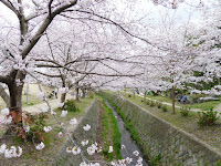 交野市星田・傍示川沿いの桜