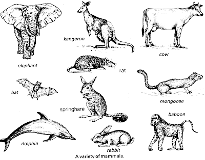gambar sapi - gambar hewan sapi