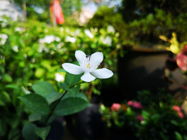 MISI CARI POKOK DHIA DAN DZAL UNTUK KEBUN SAYUR SEKOLAH TABIKA KEMAS MISI CARI POKOK DHIA DAN DZAL UNTUK KEBUN SAYUR SEKOLAH TABIKA KEMAS