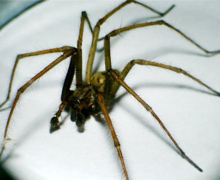 spider, tegenaria domestica