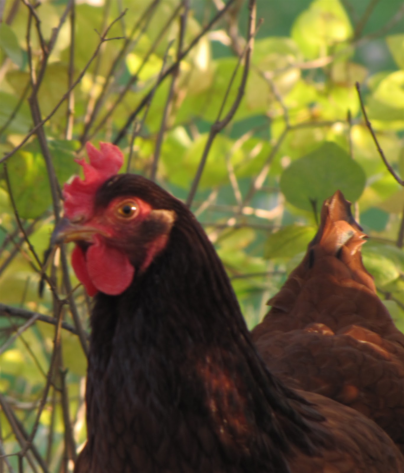 Tales from the Coop Keeper Winners and Answers