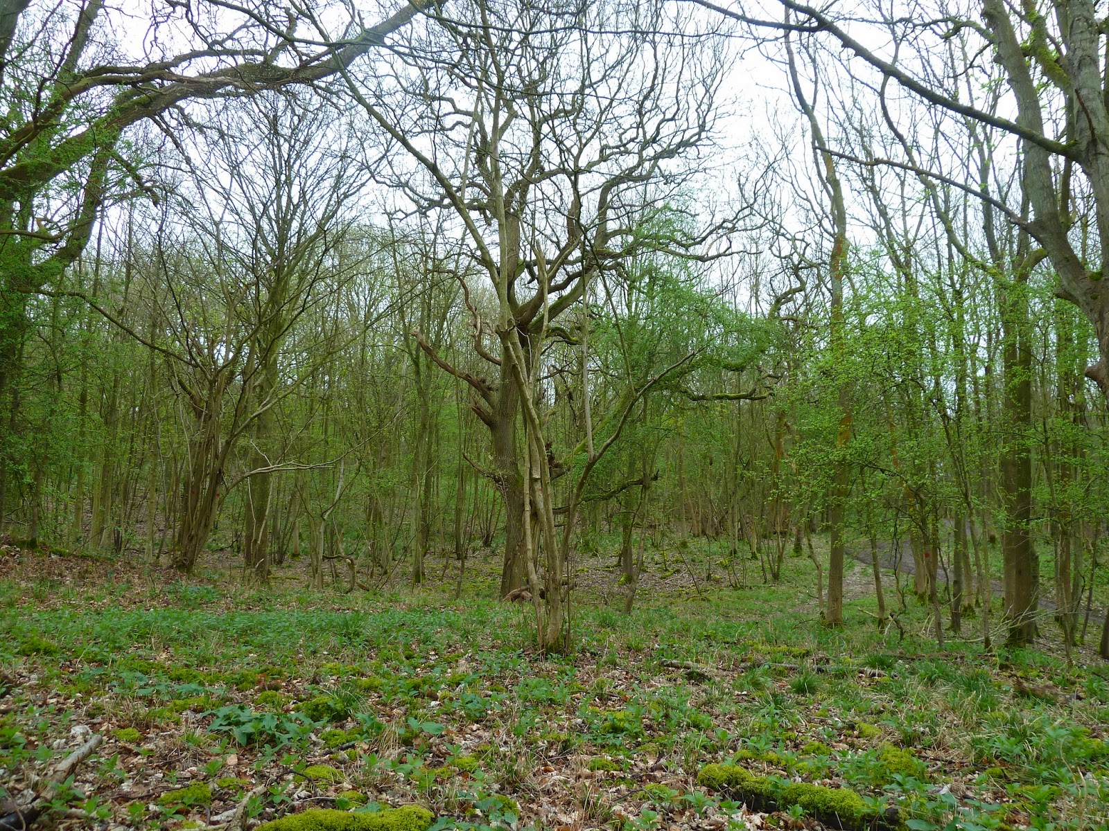 Tiny pathways in the magical Wytham Woods, 6th April 2014