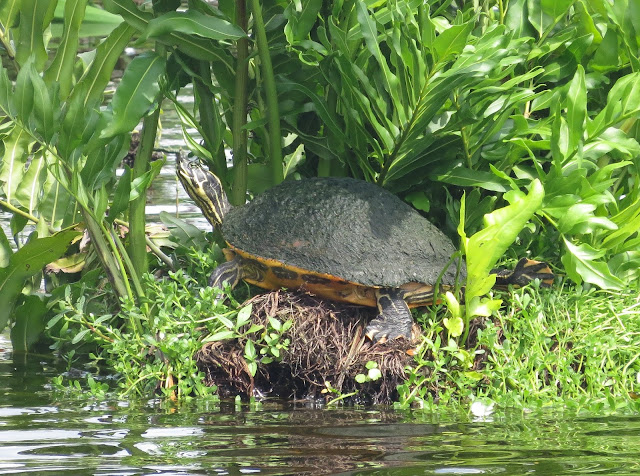 Cooter sp. - Wakodahatchee Wetlands, Florida Cooter sp. - Wakodahatchee Wetlands, Florida