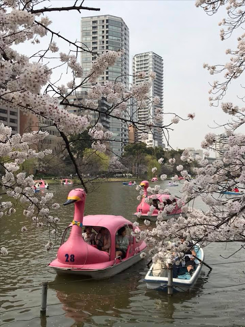 Cherry Blossom at Ueno Park