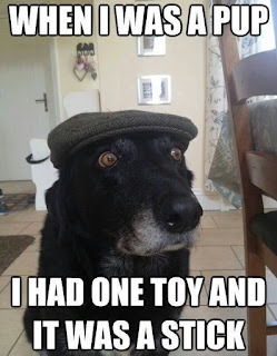 Dog Memes Dog Memes