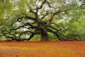 Africa learns from China in anti-desertification