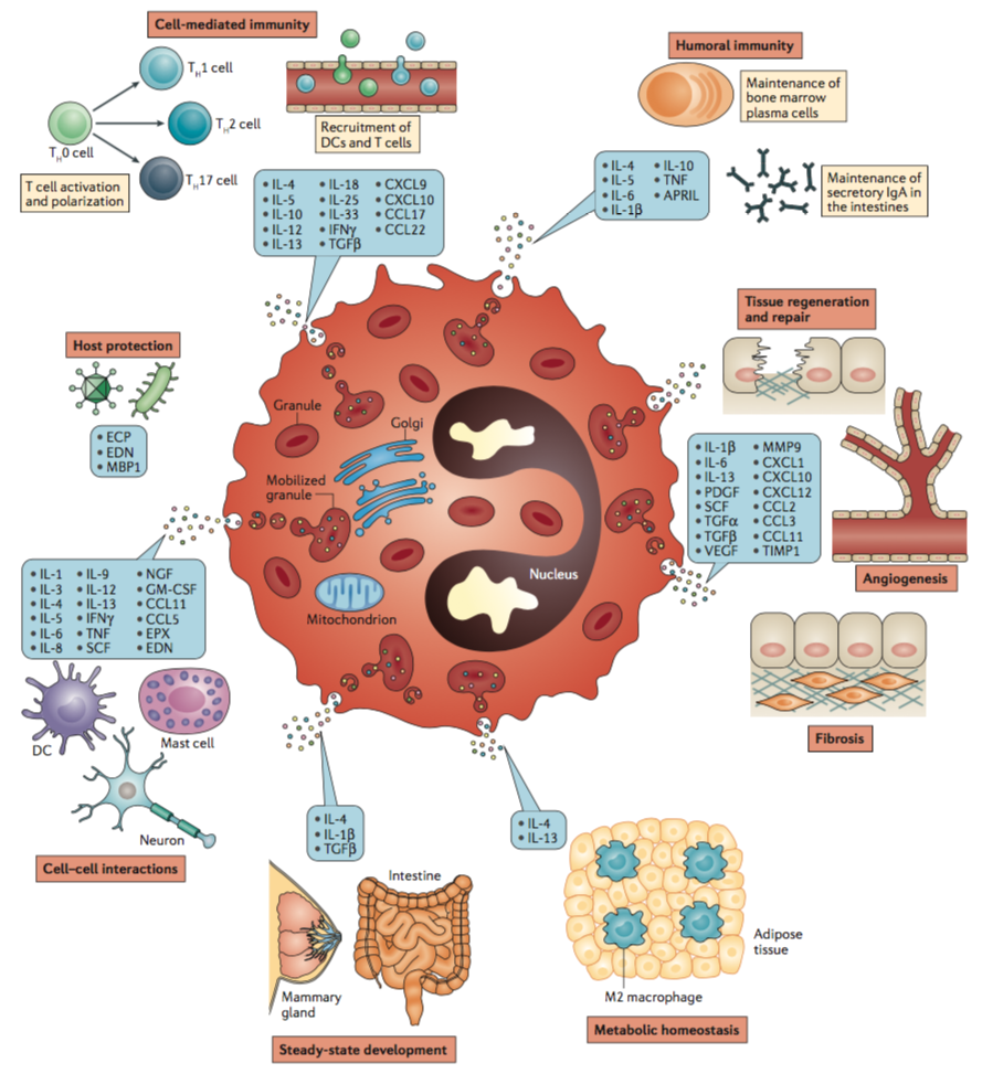 リウマチ膠原病勉強会Eosinophils and eosinophil-associated diseases: An updateJeremy A. O'Sullivan, PhD, Bruce S. Bochner, MD