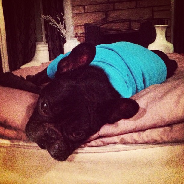 french bulldog in a sweatshirt