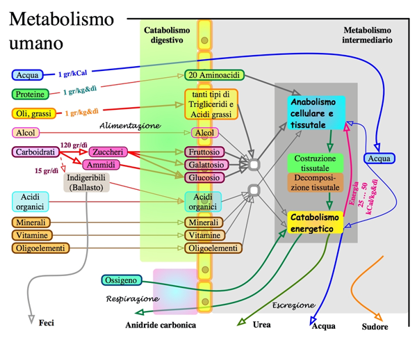 METABOLISMO - Biotech02 appunti