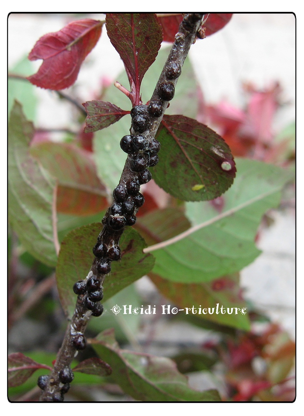 Heidi Horticulture Black Scale on Purple Leaf Sand Cherry (Prunus x