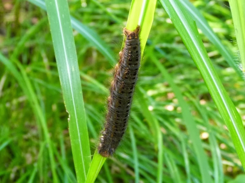 S こんちゅーぶ 食草から落ちて逃げるヨシカレハ幼虫 蛾