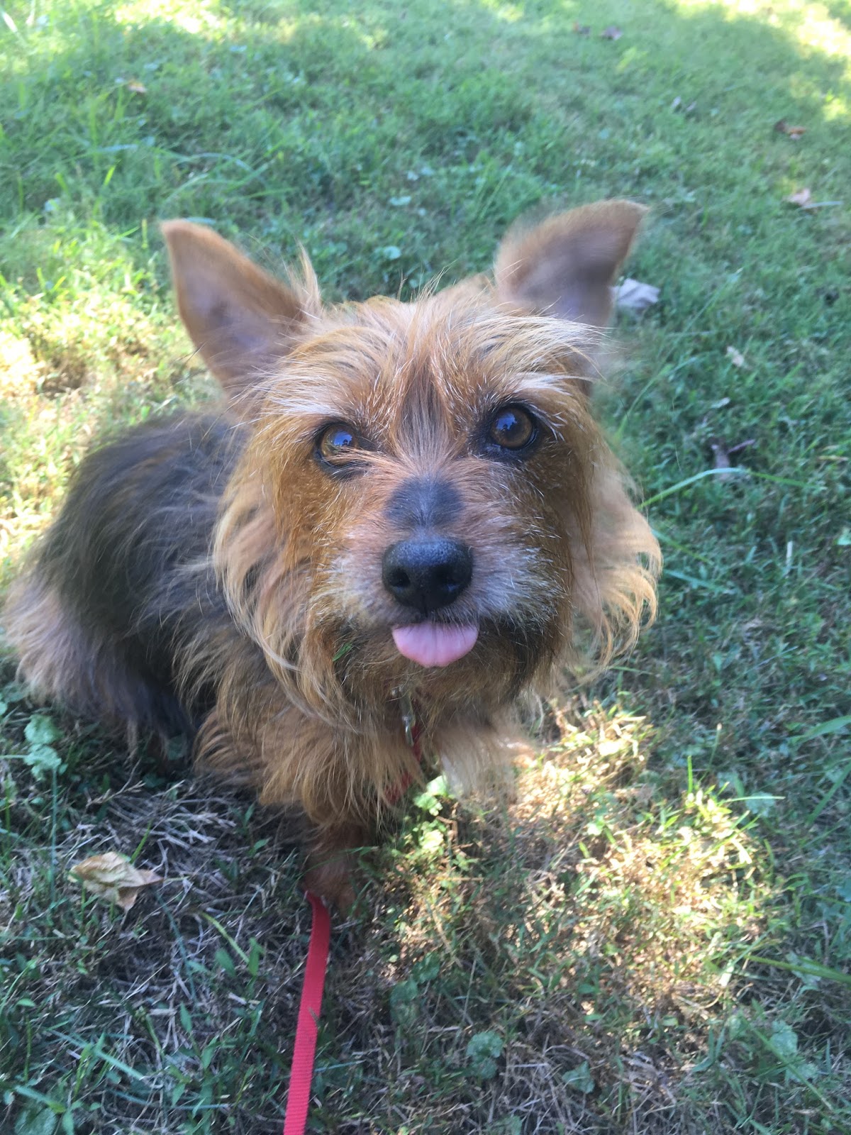 Meet Our Humans Carol! The Loudon Pet Sitting Company