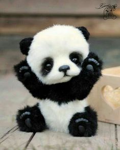 panda images