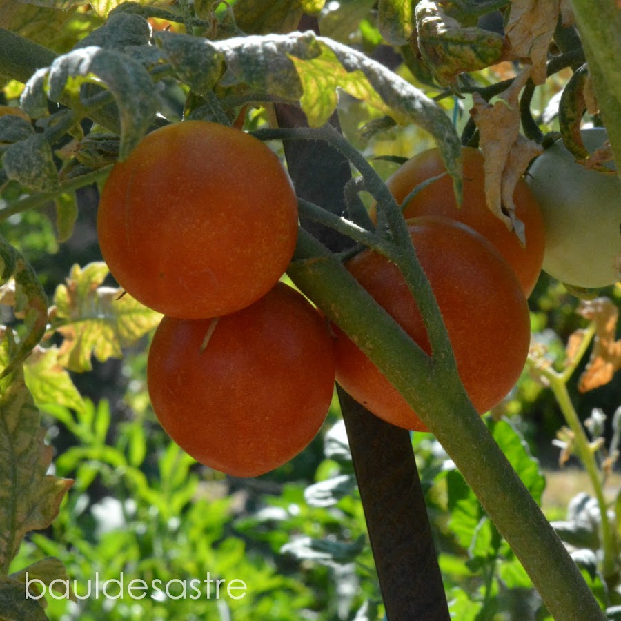 tomates de huerta