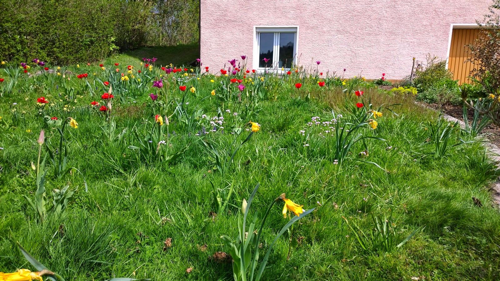 bunte Tulpenwiese vor dem Haus (c) by Joachim Wenk bunte Tulpenwiese vor dem Haus (c) by Joachim Wenk