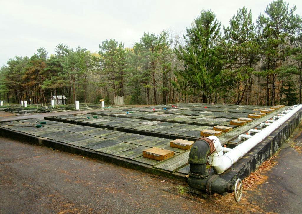 Windswept Adventure A Visit To A New York State Trout Hatchery