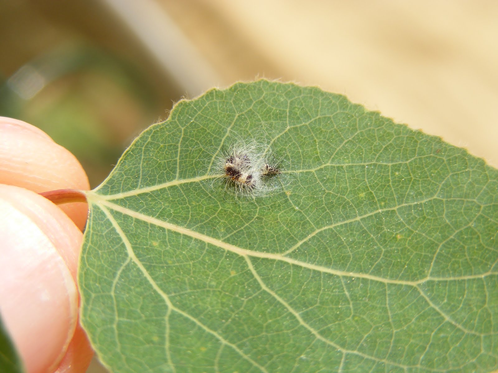 Papilio canadensis caterpillars (1st instar) Caterpillar Eyespots