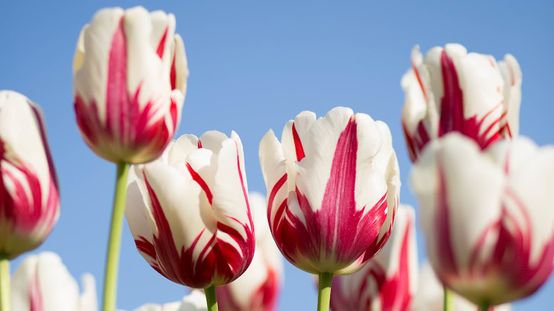 Red-White Tulips