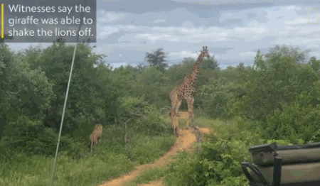 3.gif