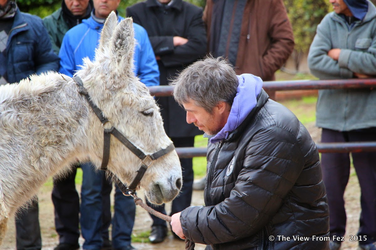 THE VIEW FROM FEZ Horse Whispering in Fez