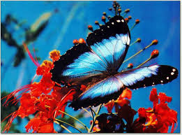 butterfly butterfly