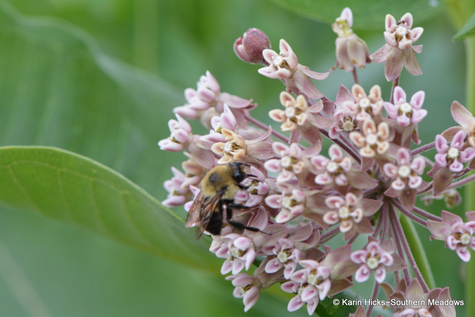 The Not So Common Milkweed (in Georgia anyway)