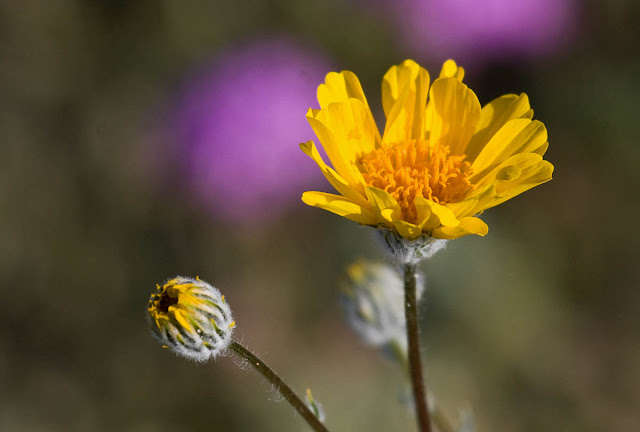 Desert sunflower Desert sunflower