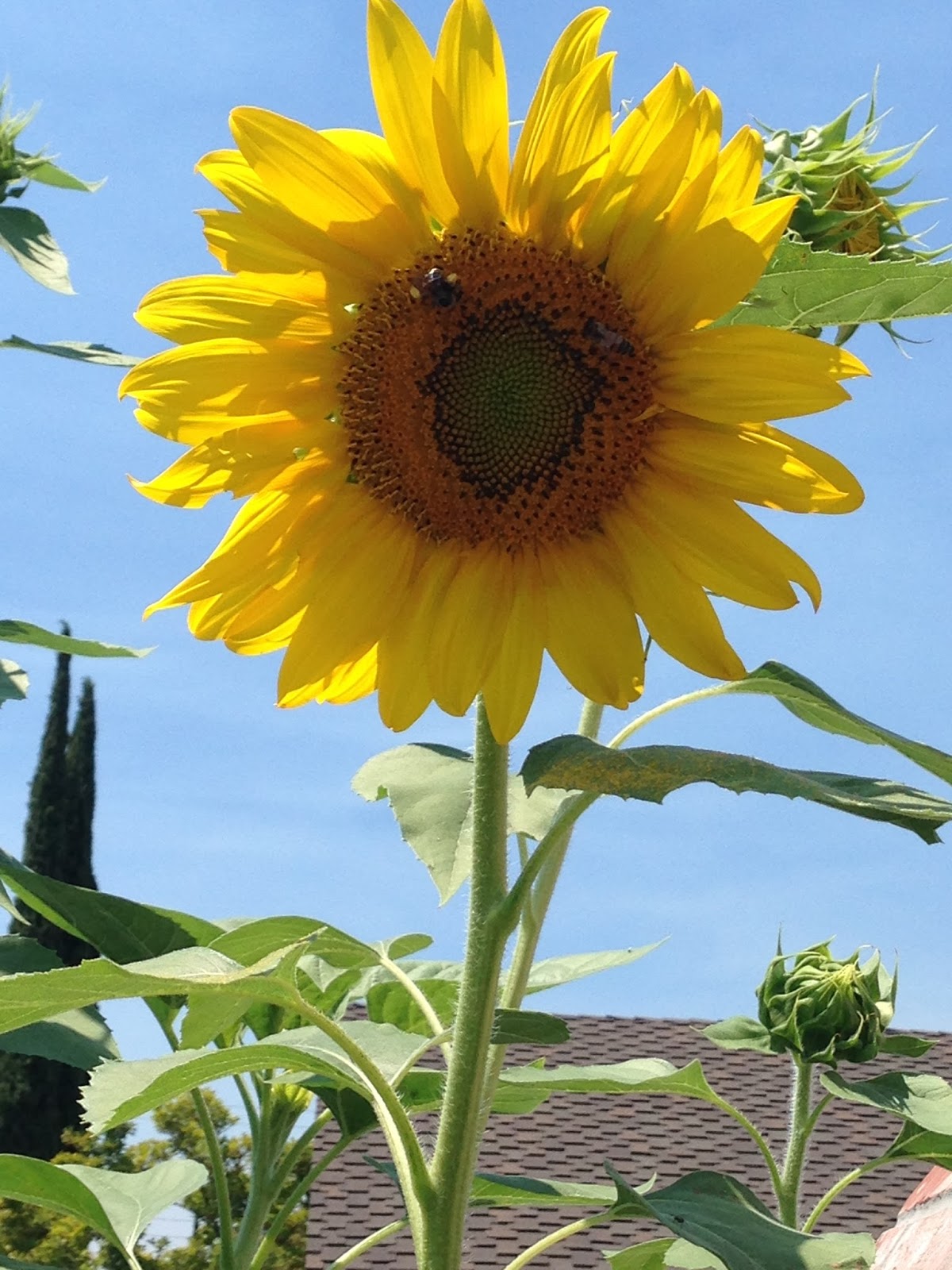 Accounting For All My Blessings Sunflowers and Bees!