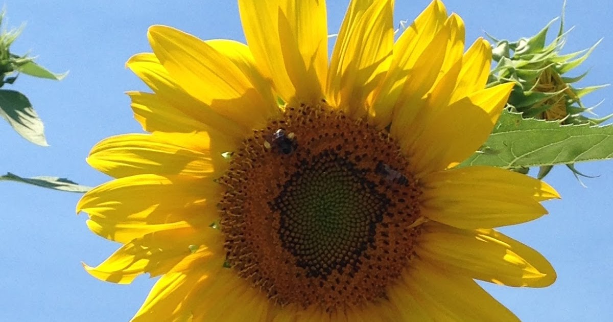 Accounting For All My Blessings Sunflowers and Bees!