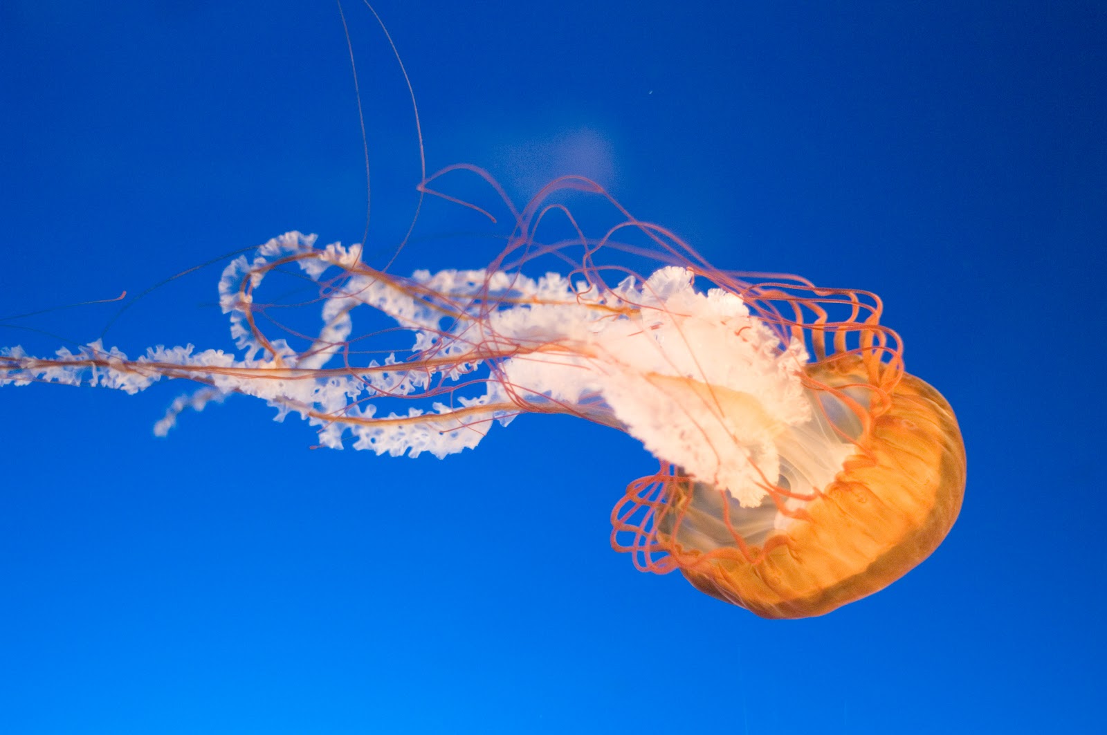 Jellyfish | The Biggest Animals Kingdom
