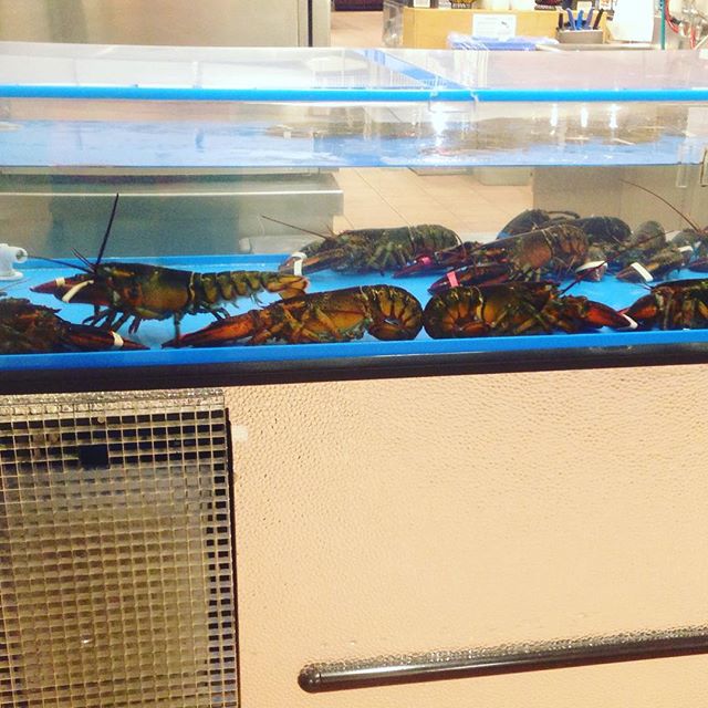 The Lair of the Silver Fox. Lobster Tanks and the NotSoHoly Grail