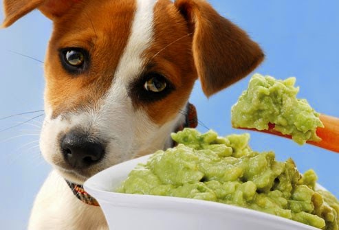10 أطعمة لا يجب تقديمها لكلبك