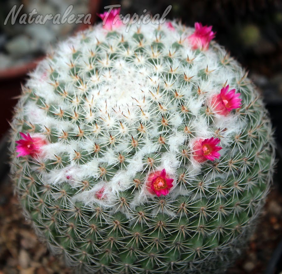 Cuidados de las plantas suculentas durante el invierno