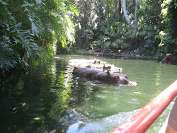 On the Jungle Cruise at Disneyland