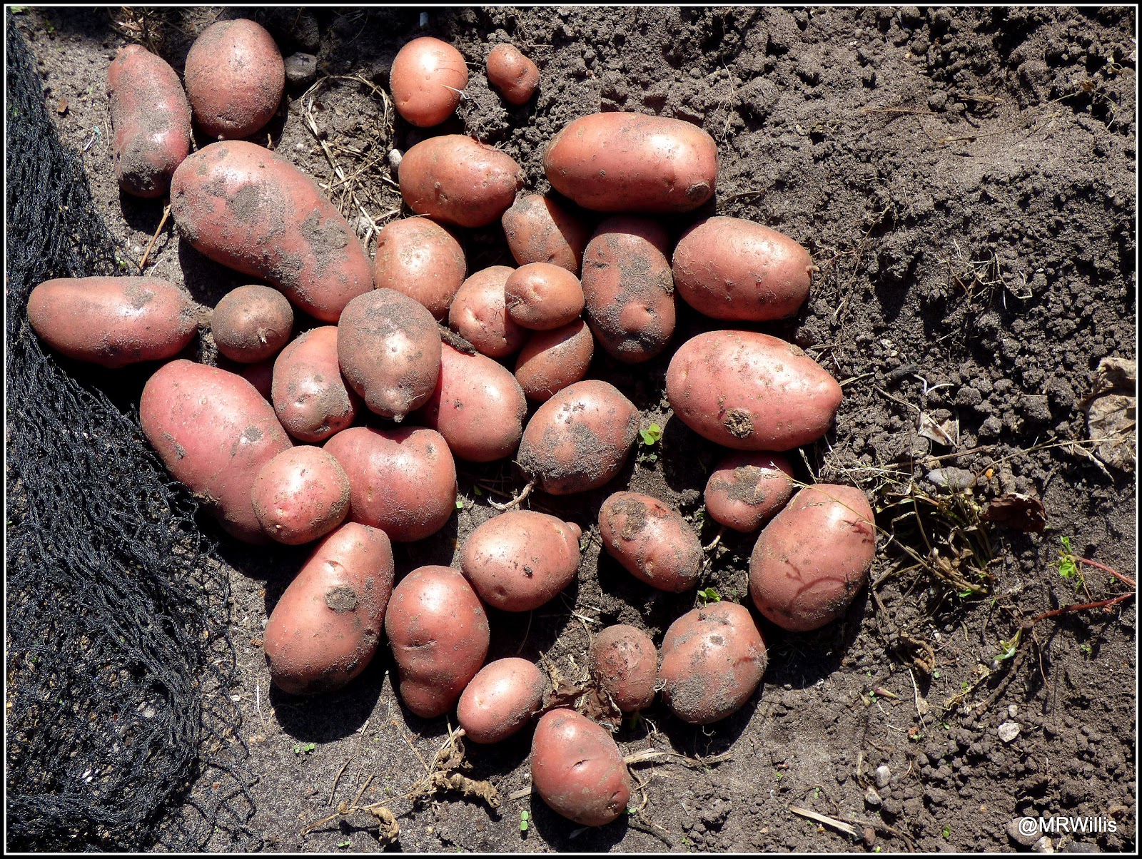 Mark's Veg Plot Harvesting Maincrop potatoes